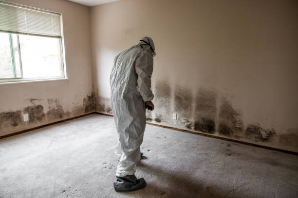 Trusted Monroeville, AL Mold Remediation Experts